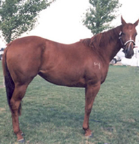 Amared 2004 Sorrel Mare By Red purchased from Blane Schvaneveldt
