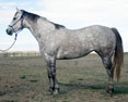 1984 Own Daughter of Docs Oak