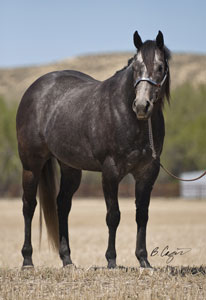 Aquire A Fire and her 2009 foal Evereddy by Red