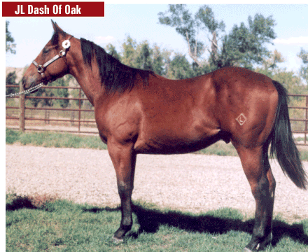 2005 Bay Gelding by Profit Increase