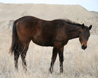 2008 Bay Gelding by Bully Bullion