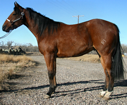 2007 Bay Gelding by Takin On The Cash