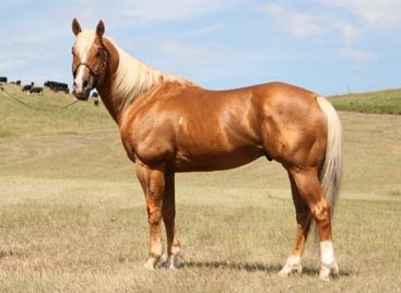 A Leading Race and Barrel Horse Sire