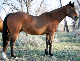 1984 Bay Mare by Docs Oak