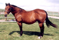 1984 Own Daughter of Docs Oak