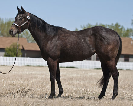 Aquire A Fire and her 2009 foal Evereddy by Red