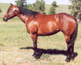1994 Bay Mare in foal to Dash Ta Fame for 2007