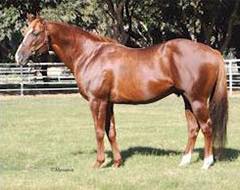 A Leading Race and Barrel Horse Sire