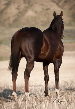 Red 1994 TB Chestnut Stallion $469,399 LTE