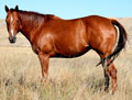 1994 Bay Mare in foal to Dash Ta Fame for 2007