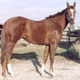 1994 Bay Mare in foal to Dash Ta Fame for 2007