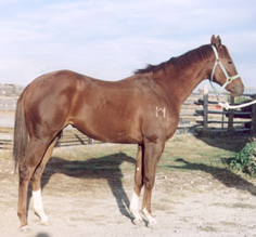 2004 Sorrel Mare by Red TB