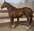 A Leading Race and Barrel Horse Sire