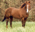 #36 leading barrel horse sire through 2003