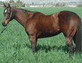 1984 Own Daughter of Docs Oak