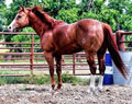 A Leading Race and Barrel Horse Sire