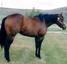 Solara 1998 Brown Mare by Band Of Azure purchased from Blane Schvaneveldt