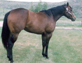 1998 Brown Mare in foal to Dash Ta Fame for 2007