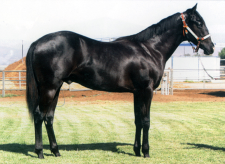 2006 Black Gelding by Corona Cocktail