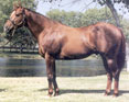 A Leading Race and Barrel Horse Sire