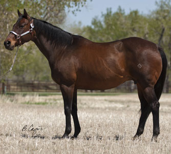 1994 Bay Mare in foal by Dash Ta Fame 2007